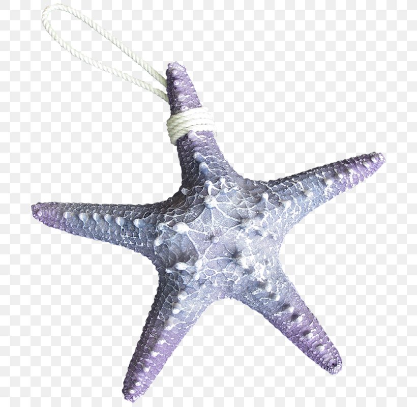 Starfish Animal Shark Octopus Sea, PNG, 711x800px, Starfish, Animal, Body Jewelry, Color, Echinoderm Download Free