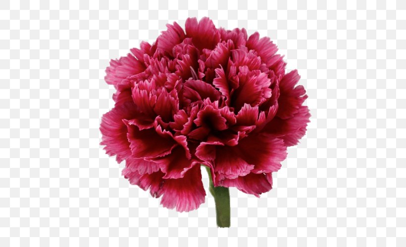 Carnation Pink Flowers Transvaal Daisy Flower Bouquet, PNG, 500x500px, Carnation, Annual Plant, Blue, Color, Common Daisy Download Free