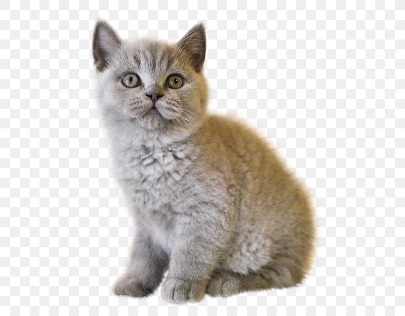 Kitten British Shorthair Clip Art, PNG, 513x640px, Kitten, American Wirehair, Animal, Asian, Asian Semi Longhair Download Free