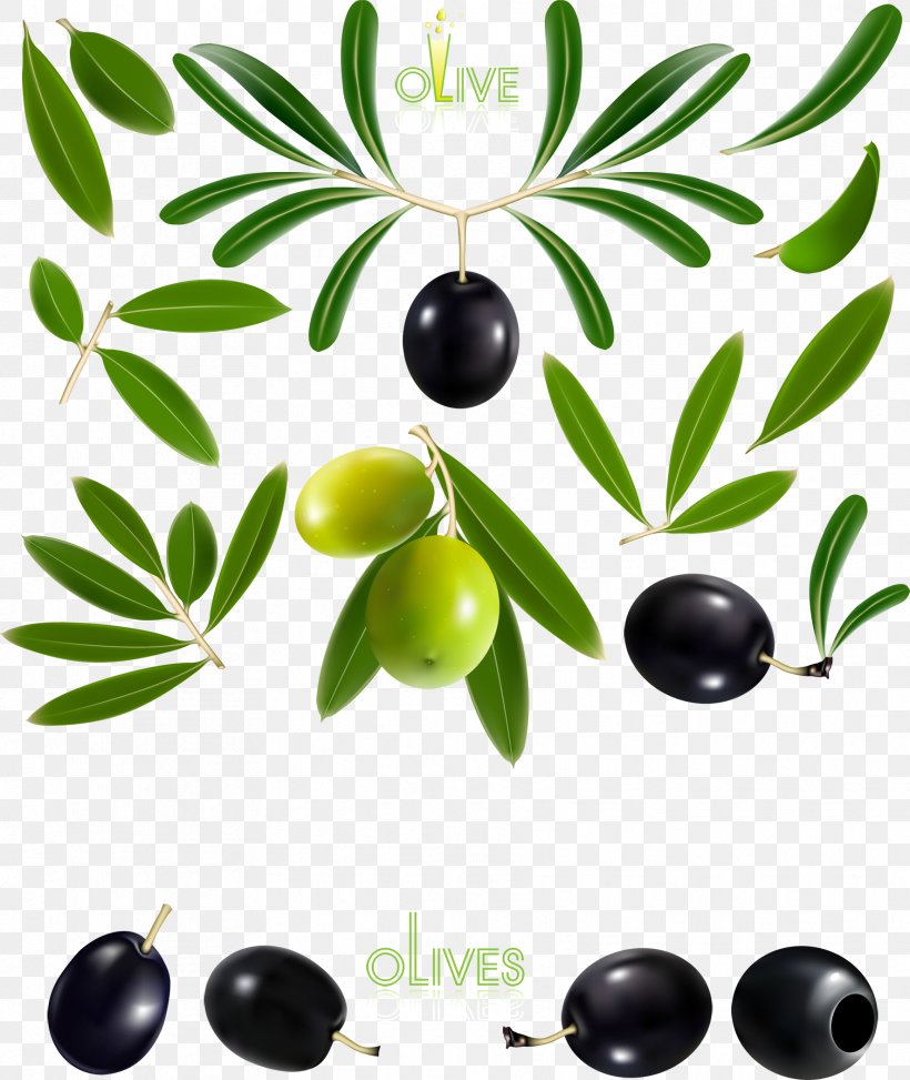 Olive Oil Olive Branch, PNG, 1772x2103px, Olive, Black And White, Branch, Drawing, Food Download Free