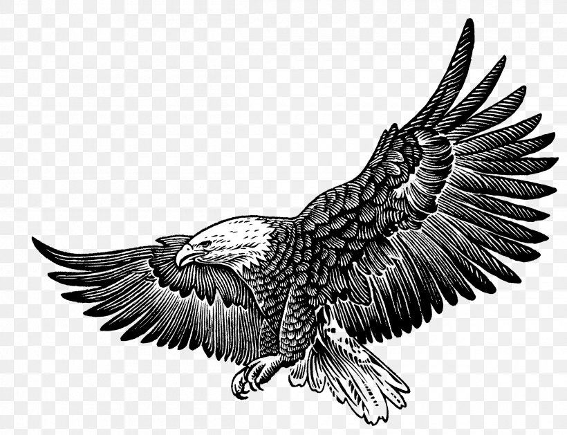 Philadelphia Eagles Bald Eagle T-shirt Fly, Eagles Fly Gift, PNG, 2400x1842px, Philadelphia Eagles, Accipitriformes, American Football, Bald Eagle, Beak Download Free