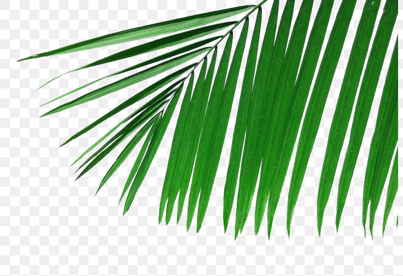 Arecaceae Palm Branch Leaf Frond Wallpaper, PNG, 800x562px, Arecaceae, Arecales, Branch, Brand, Frond Download Free