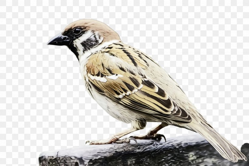 Bird House Sparrow Sparrow Beak Perching Bird, PNG, 2448x1632px, Watercolor, Beak, Bird, Finch, House Sparrow Download Free