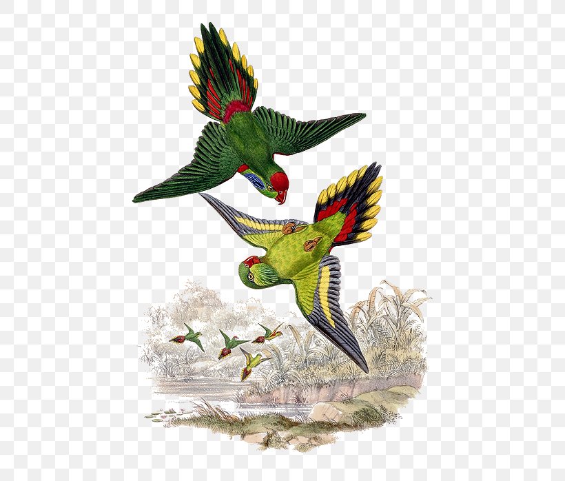 Bird Parrot Beak Psitteuteles Feather, PNG, 533x698px, Bird, Animal, Art, Beak, Domestic Pigeon Download Free