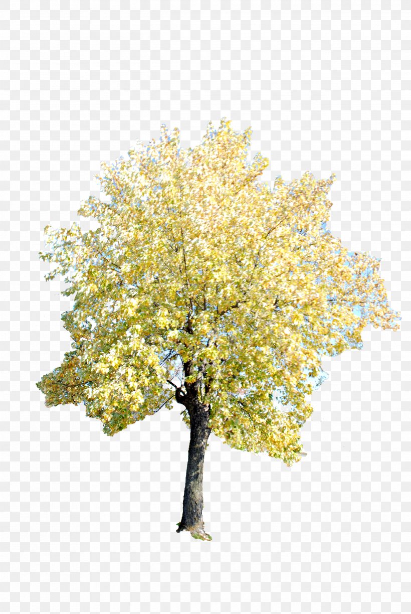 Twig Tree Ginkgo Biloba, PNG, 2592x3872px, Twig, Branch, Directory, Fir, Flower Download Free