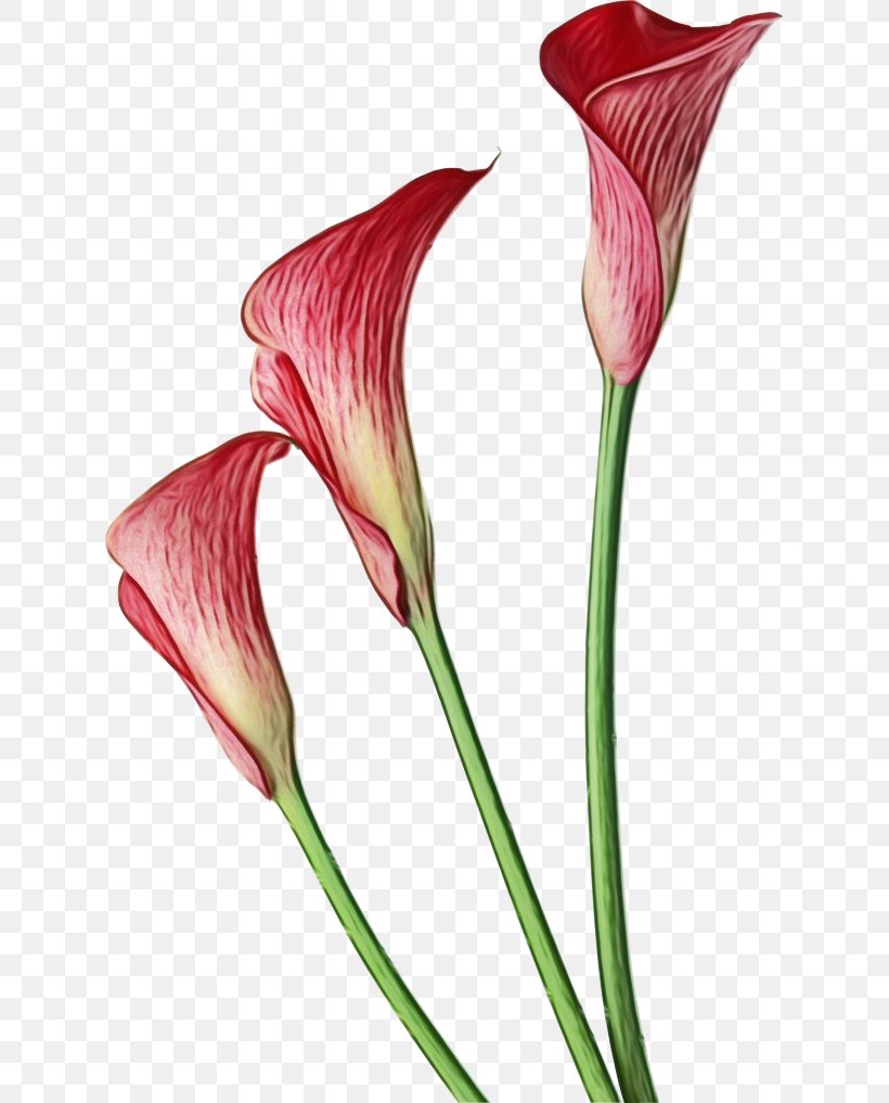 Arum-lily Clip Art Pink Calla Lily Flower, PNG, 625x1017px, Arumlily, Alismatales, Anthurium, Arum, Arum Family Download Free