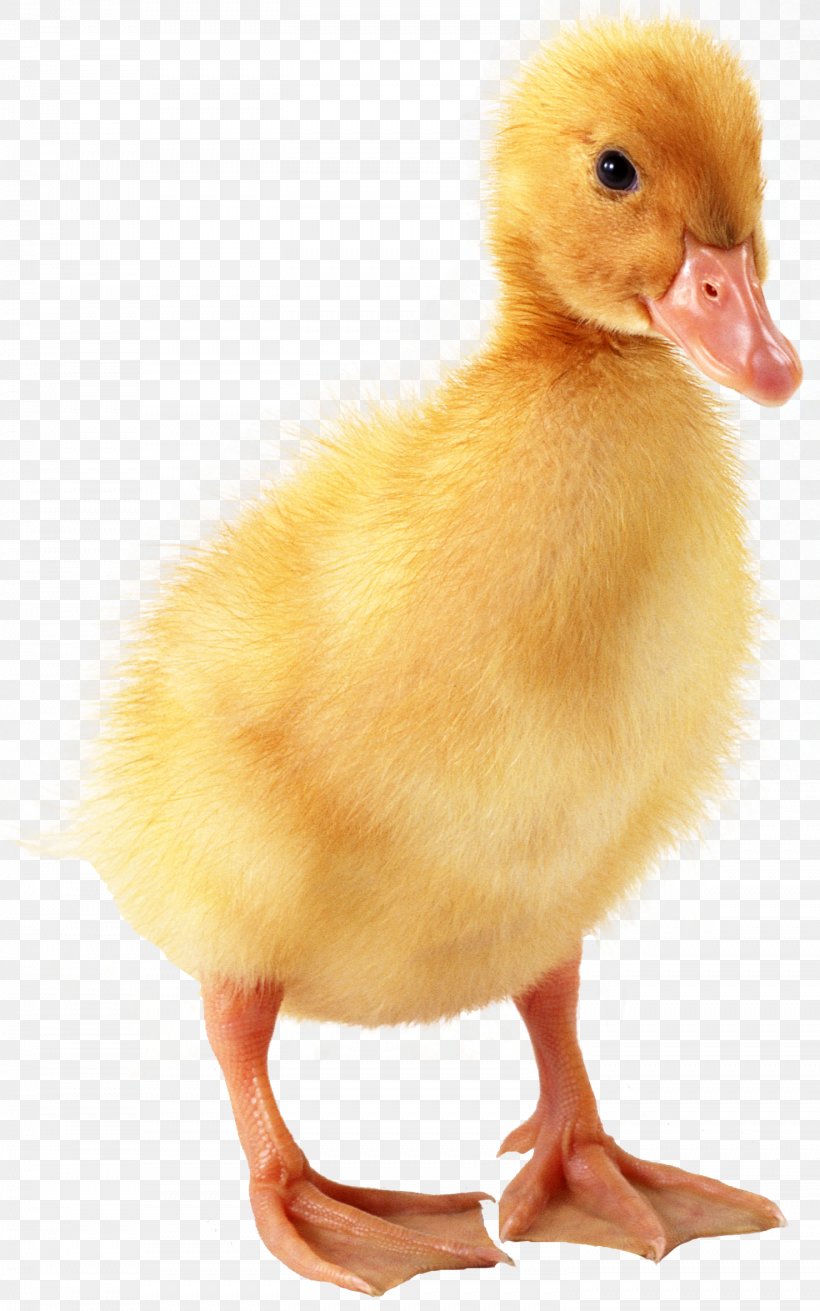 Domestic Duck Duckling Duckling Baby Duckling, PNG, 1476x2360px, Duck, Baby Duckling, Beak, Bird, Chicken Download Free