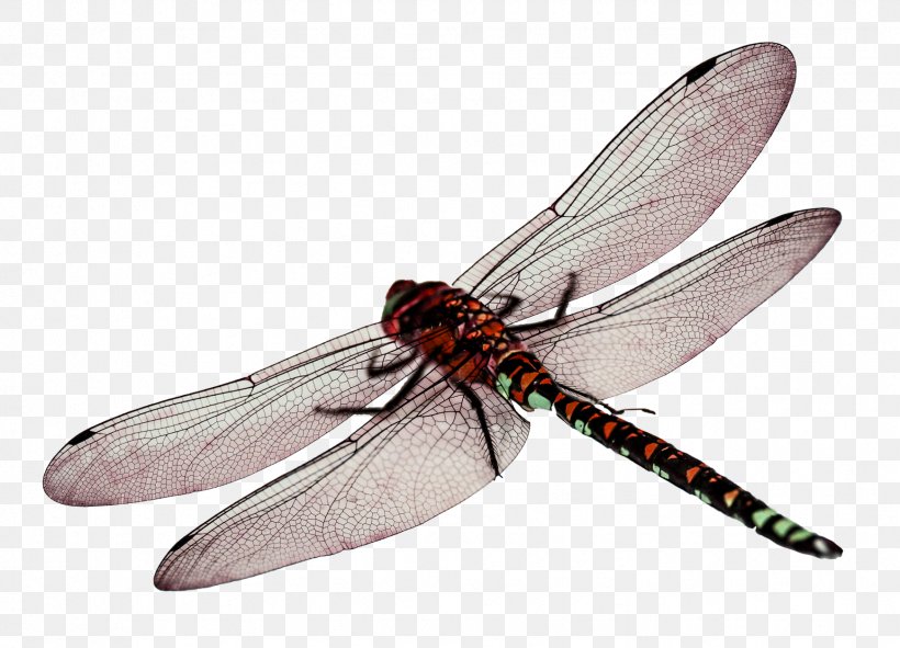 Dragonfly Computer File, PNG, 1739x1254px, Insect, Arthropod, Data, Dragonflies And Damseflies, Dragonfly Download Free