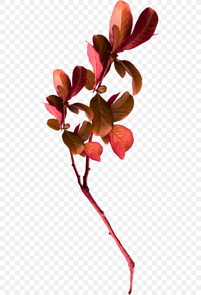 Petal Autumn Leaf Color Autumn Leaf Color, PNG, 480x1200px, Petal, Autumn, Autumn Leaf Color, Blossom, Branch Download Free