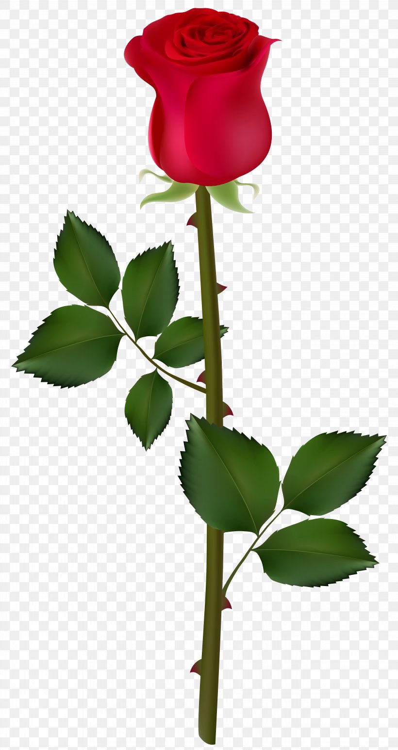 Rose Clip Art, PNG, 5276x9952px, Rose, Blossom, Bud, Cut Flowers, Editing Download Free