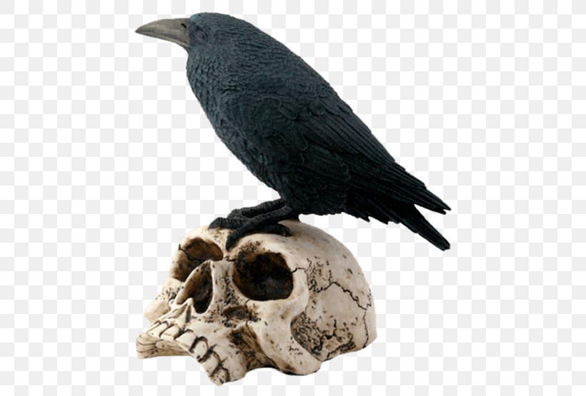 The Raven Bird Human Skull Symbolism Skeleton, PNG, 555x555px, Raven, Beak, Bird, Bone, Collectable Download Free