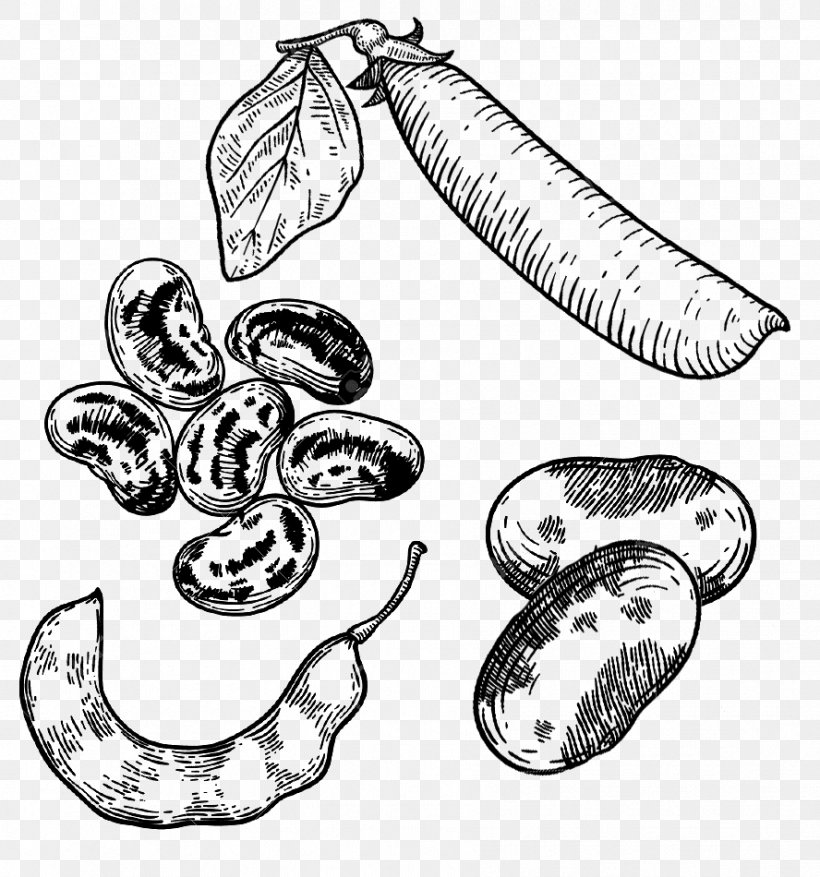Bean Legume Pea Vector Graphics Drawing, PNG, 888x950px, Bean, Artwork, Black And White, Body Jewelry, Drawing Download Free