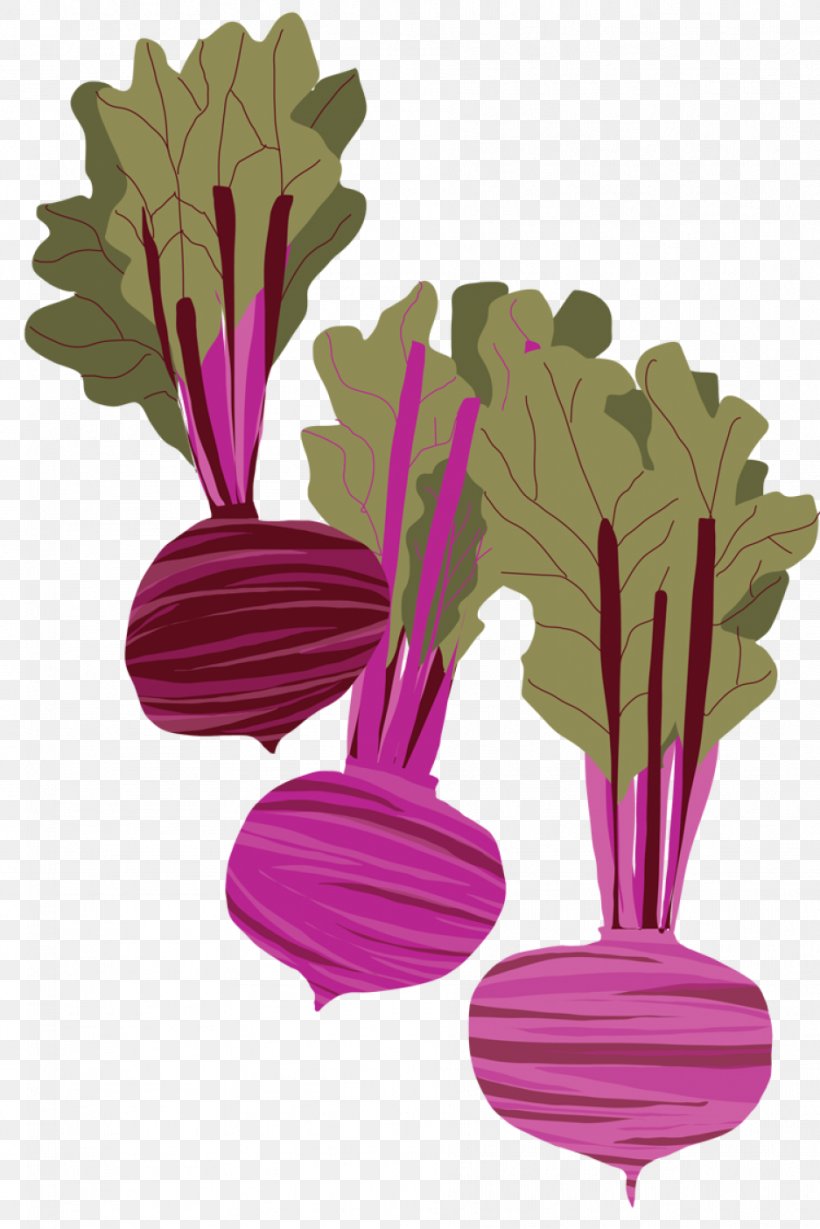 Beetroot Drawing Root Vegetables, PNG, 937x1405px, Beetroot, Drawing, Flower, Flowering Plant, Food Download Free