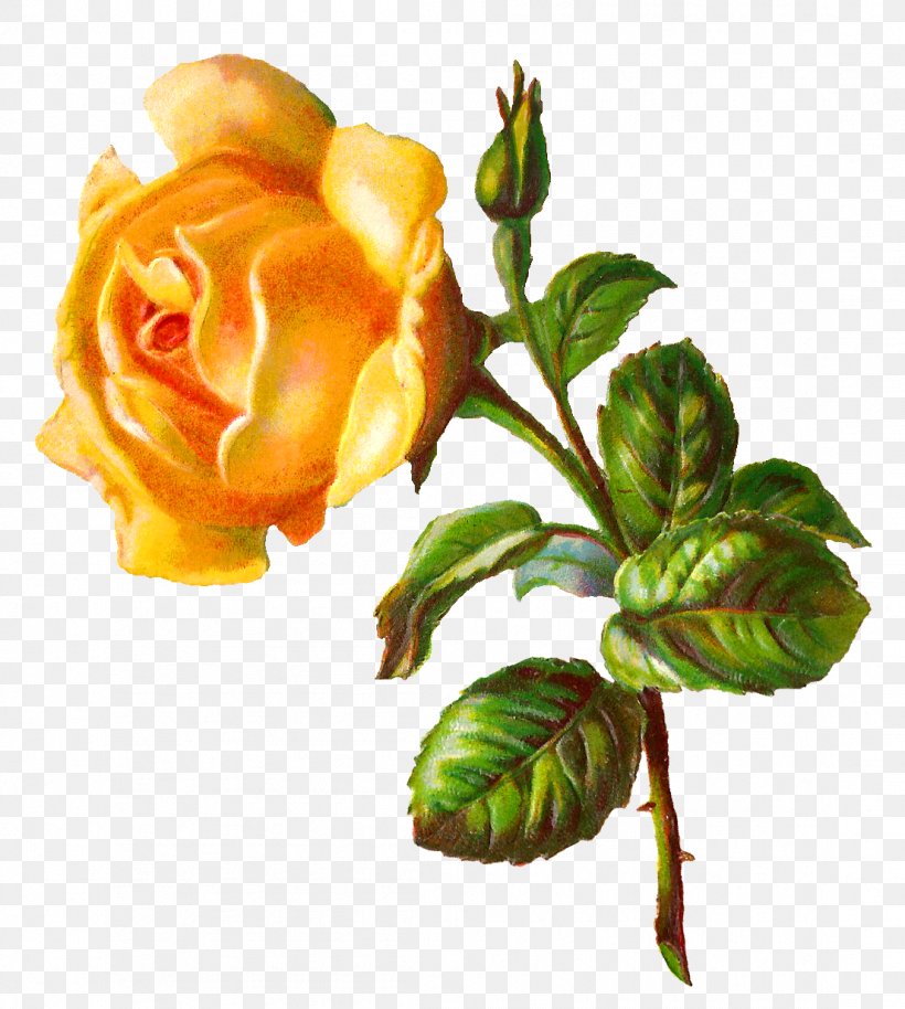 Rose Yellow Digital Image Flower Clip Art, PNG, 1106x1234px, Rose, Bud, Color, Cut Flowers, Digital Image Download Free