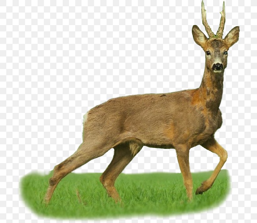 White-tailed Deer Elk Dangate Hunting, PNG, 713x711px, Whitetailed Deer, Antler, Boat, Dangate, Deer Download Free
