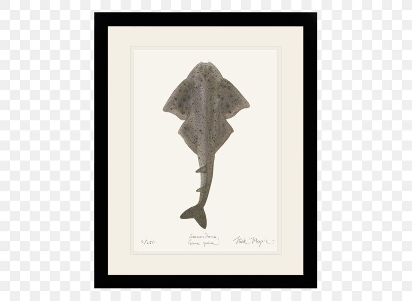 Angelshark Nick Mayer Art, LLC Fish Atlantic Ocean, PNG, 505x600px, Shark, Angelshark, Art, Atlantic Ocean, Biologist Download Free