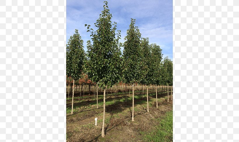 Callery Pear Tree Oak Evergreen Birch, PNG, 650x488px, Callery Pear, Agriculture, Arborvitae, Biome, Birch Download Free