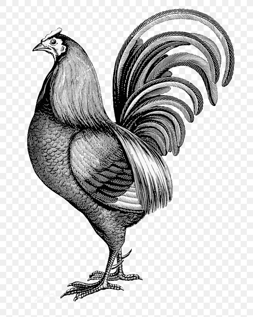 Leghorn Chicken Rooster Wall Decal Paper Printing, PNG, 751x1026px, Leghorn Chicken, Art, Beak, Bird, Black And White Download Free