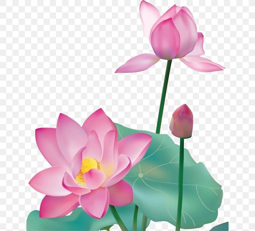 Nelumbo Nucifera Graphic Design, PNG, 650x745px, Nelumbo Nucifera, Aquatic Plant, Element, Flower, Flowering Plant Download Free