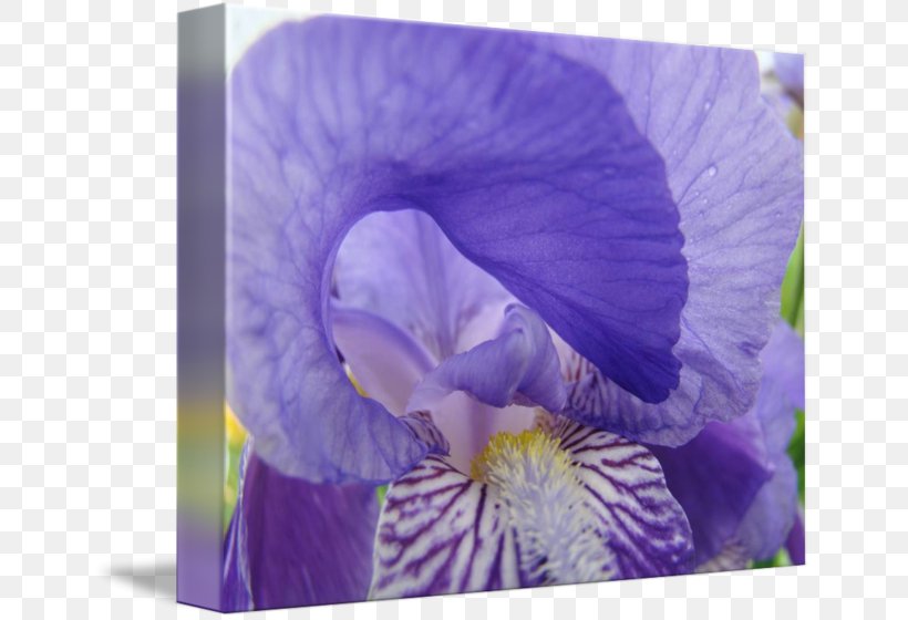 Pansy Irises Printmaking Violet Gallery Wrap, PNG, 650x560px, Pansy, Art, Canvas, Fine Art, Floral Design Download Free