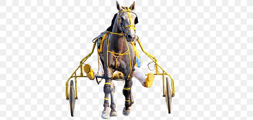 Horse Harnesses Bridle Rein Bit, PNG, 660x390px, Horse, Bit, Bridle, Chariot, Computer Hardware Download Free