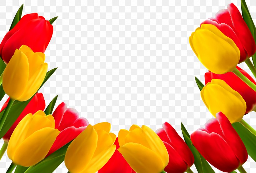 Indira Gandhi Memorial Tulip Garden Flower Stock Photography, PNG, 1300x881px, Indira Gandhi Memorial Tulip Garden, Close Up, Cut Flowers, Floristry, Flower Download Free