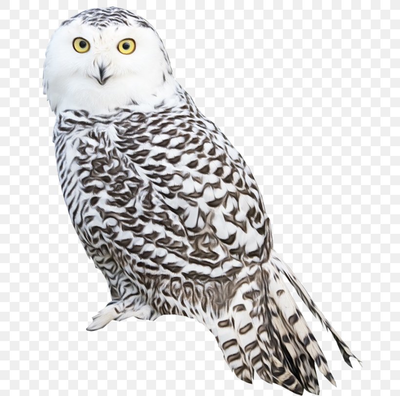 Owl Bird Snowy Owl Bird Of Prey Beak, PNG, 670x813px, Watercolor, Beak, Bird, Bird Of Prey, Falcon Download Free
