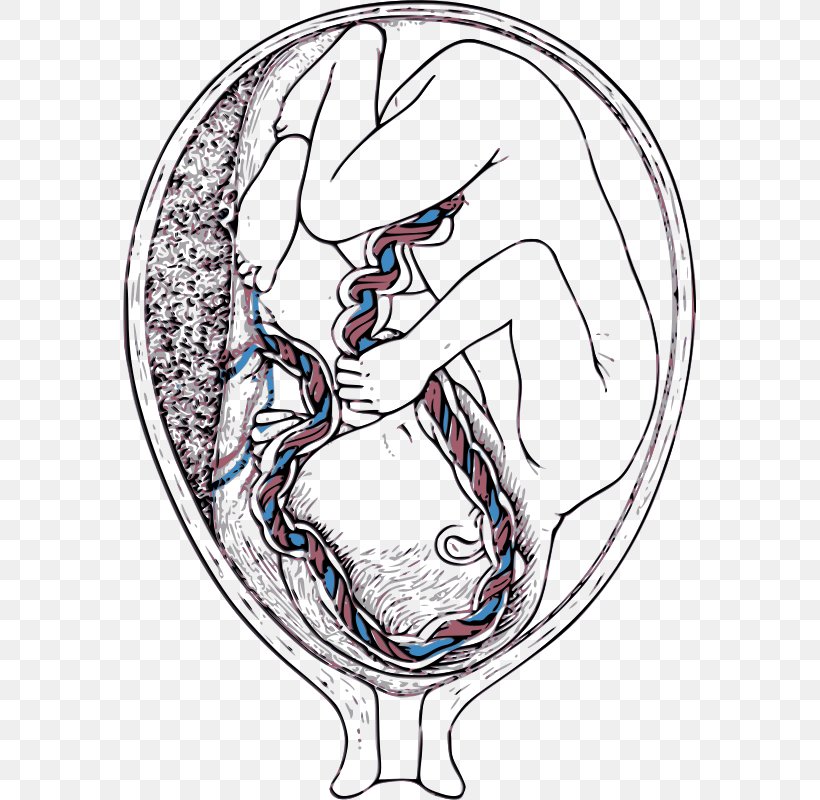 Percutaneous Umbilical Cord Blood Sampling Placenta Umbilical Artery Umbilical Vein, PNG, 573x800px, Watercolor, Cartoon, Flower, Frame, Heart Download Free