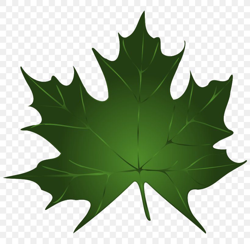 Sugar Maple Maple Leaf Green Clip Art, PNG, 800x800px, Sugar Maple, Autumn Leaf Color, Free Content, Green, Leaf Download Free