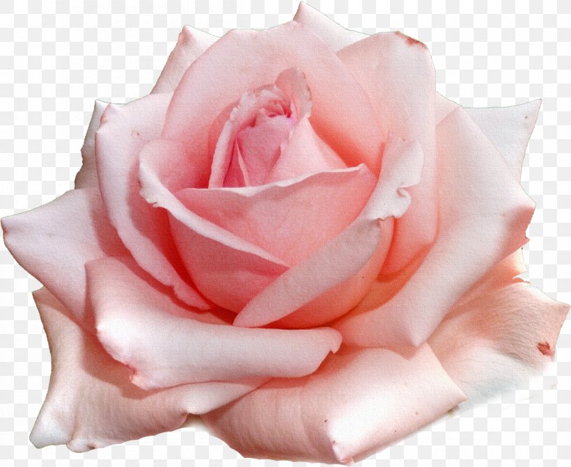 Garden Roses Pink Flower Clip Art, PNG, 1200x982px, Garden Roses, Ansichtkaart, Close Up, Color, Cut Flowers Download Free