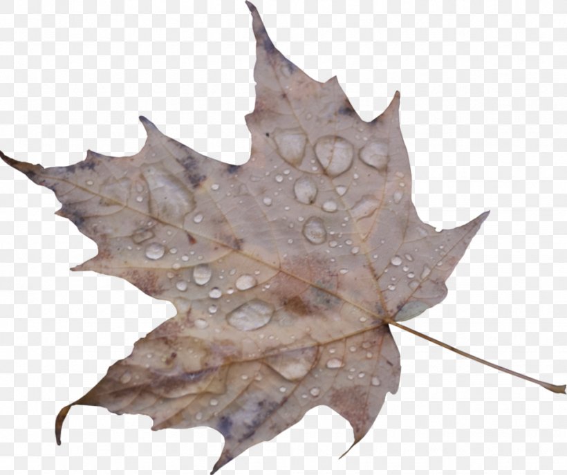 Leaf Drop Maple Leaf Water, PNG, 976x818px, Leaf, Color Of Water, Drop, Leaf Drop, Maple Download Free