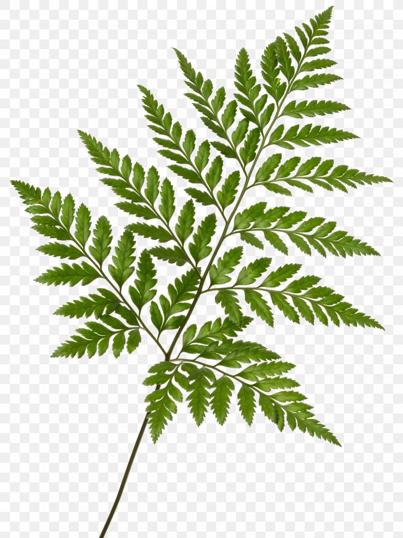 Leaf Rumohra Adiantiformis Fern Frond Printing, PNG, 2448x3265px, Leaf, Acrostichum, Botany, Color, Fern Download Free