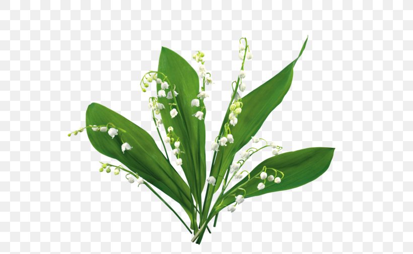 Lily Of The Valley Blog Clip Art, PNG, 614x504px, Lily Of The Valley, Blog, Flower, Grass, Image Hosting Service Download Free