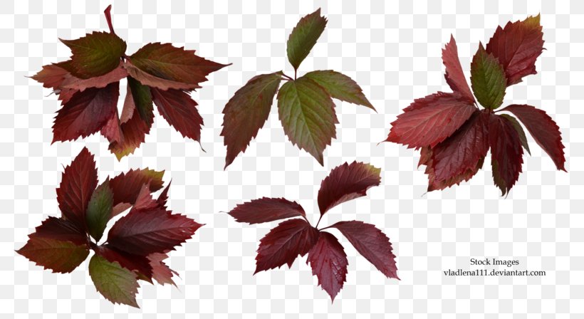 Maple Leaf Petal Plant .by, PNG, 800x448px, Leaf, Adobe Systems, Branch, Deviantart, Flower Download Free
