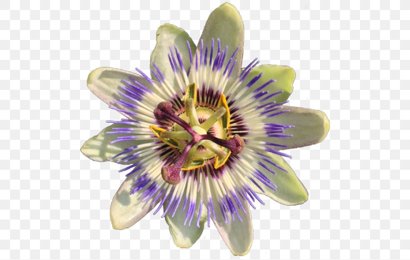 Purple Passionflower Passiflora Caerulea Vine Jasmine, PNG, 500x521px, Purple Passionflower, Animal, Edible Flower, Flower, Flowering Plant Download Free