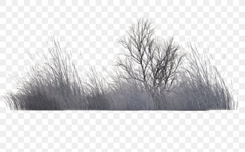 Tree Vegetation Black And White Rendering, PNG, 1024x639px, 3d Computer Graphics, 3d Rendering, Tree, Black And White, Branch Download Free