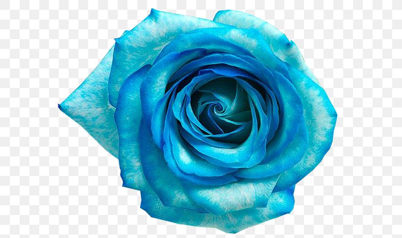 Blue Rose Blue Flower, PNG, 592x487px, Blue Rose, Aqua, Azure, Blue, Blue Flower Download Free