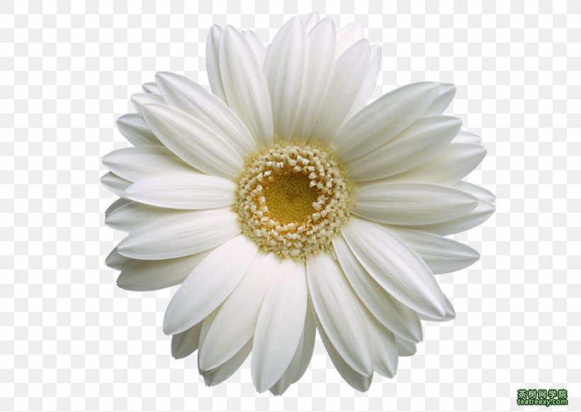 Desktop Wallpaper Common Sunflower Clip Art, PNG, 944x670px, Common Sunflower, Aster, Asterales, Chrysanths, Daisy Download Free
