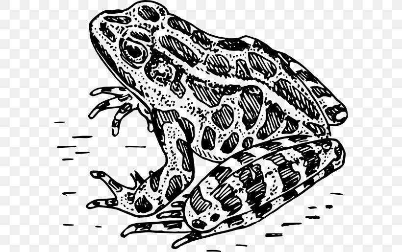 Frog Amphibian Black And White Clip Art, PNG, 600x515px, Frog, Amphibian, Art, Automotive Design, Black And White Download Free