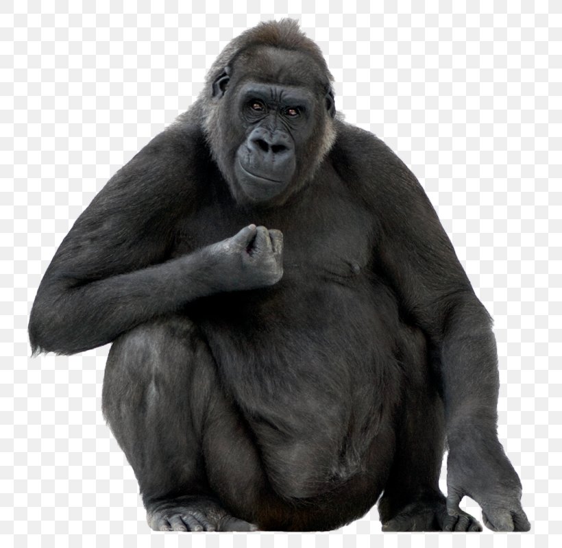 Gorilla Ape Stock Photography Stock.xchng Royalty-free, PNG, 800x800px, Gorilla, Ape, Bigstock, Common Chimpanzee, Depositphotos Download Free