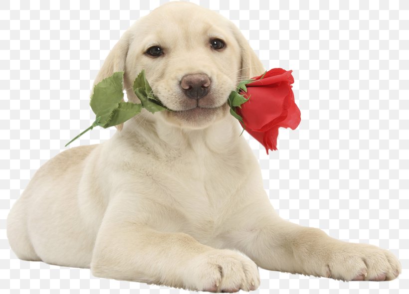 Labrador Retriever Puppy Valentine's Day Pet Cat, PNG, 796x590px, Labrador Retriever, Animal, Animal Rescue Group, Carnivoran, Cat Download Free