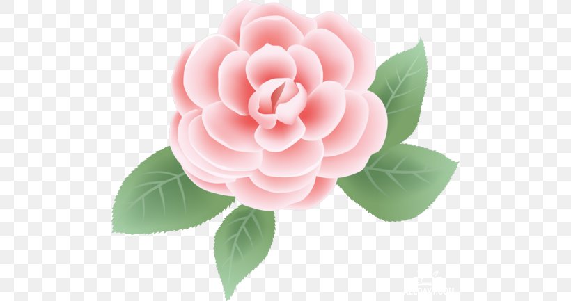 Rose Flower Pink Clip Art, PNG, 500x433px, Rose, Bud, Camellia, Color, Drawing Download Free