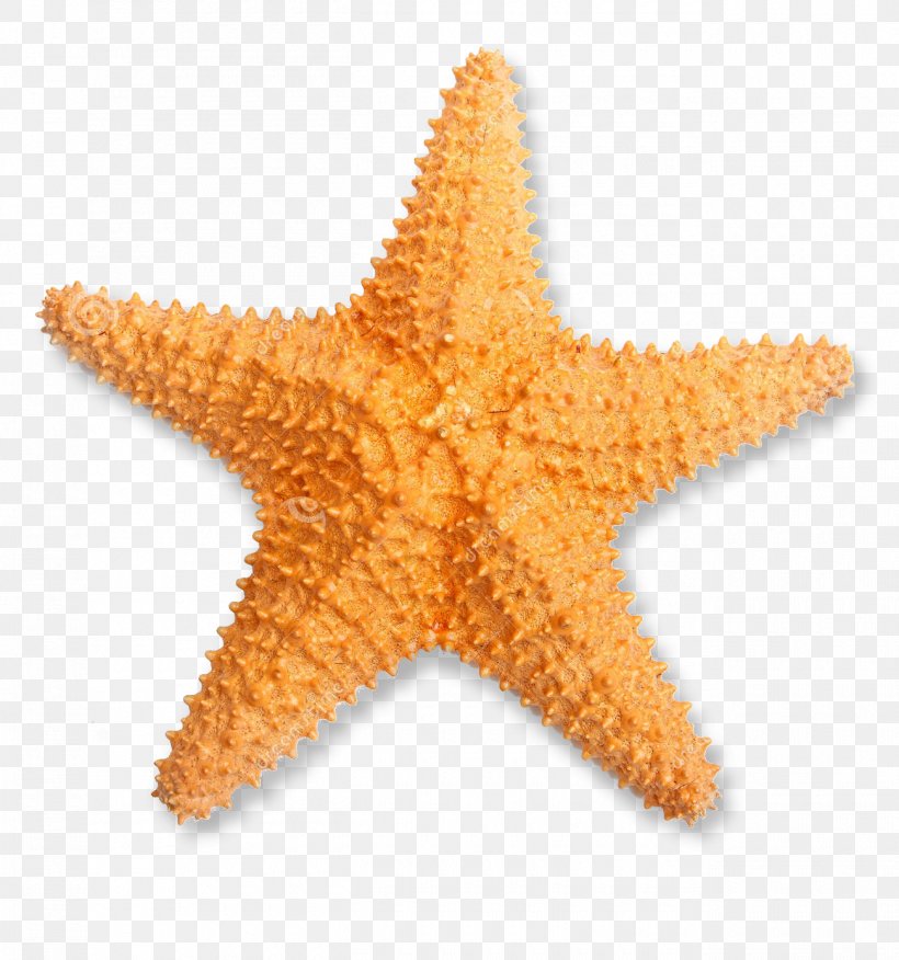 Starfish Stock Photography Oreaster Reticulatus, PNG, 1300x1390px, Starfish, Animal, Echinoderm, Invertebrate, Istock Download Free