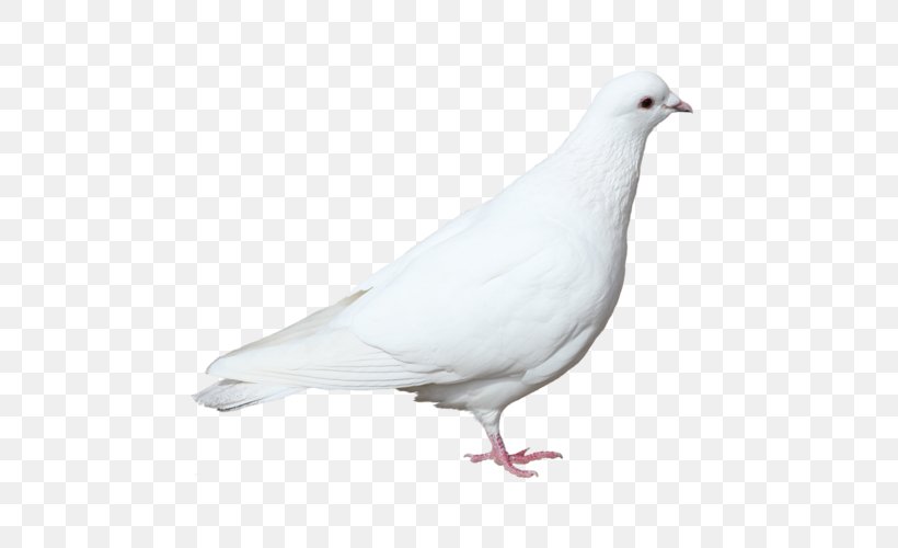 Stock Dove Pigeons And Doves Domestic Pigeon Bird Image, PNG, 500x500px, Stock Dove, Animal, Beak, Bird, Columbiformes Download Free