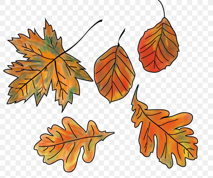 Autumn Leaf Color Bunt Sind Schon Die Wälder Clip Art, PNG, 800x688px, Leaf, Autumn, Autumn Leaf Color, Brothersoftcom, Bunte Download Free