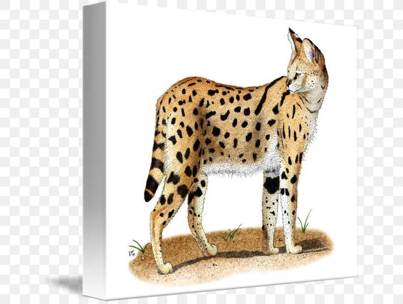 Whiskers Cheetah Wildcat Fauna, PNG, 650x620px, Whiskers, Animal, Big Cat, Big Cats, Carnivoran Download Free