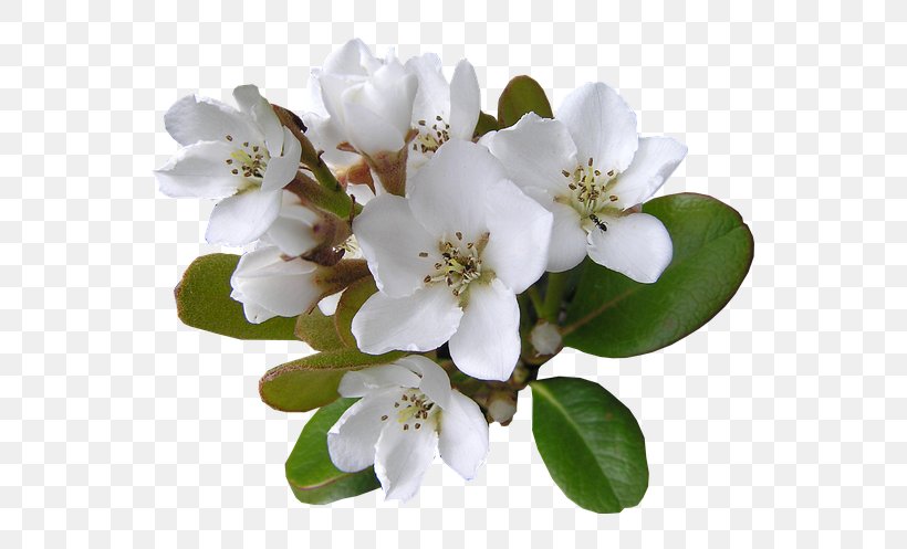 Cut Flowers Ant, PNG, 553x497px, Flower, Ant, Blossom, Branch, Cherry Blossom Download Free