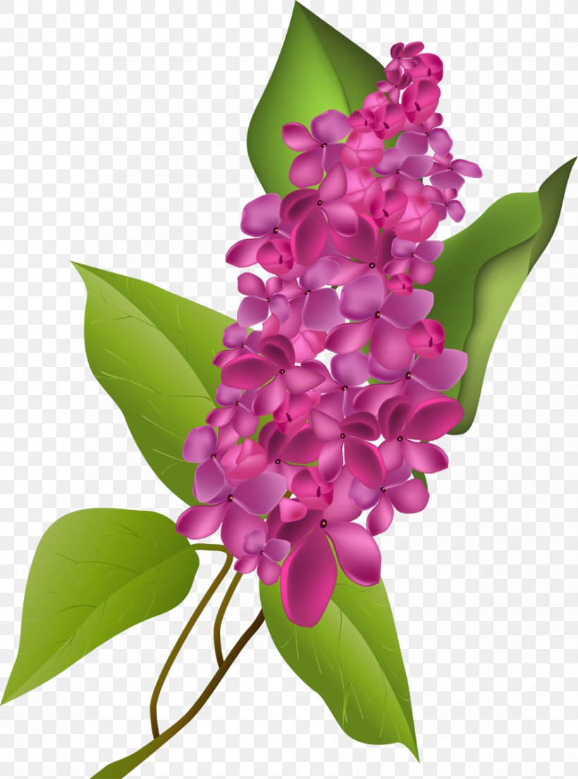 Flower Lilac Clip Art, PNG, 891x1200px, Flower, Color, Cut Flowers, Floral Design, Flowering Plant Download Free