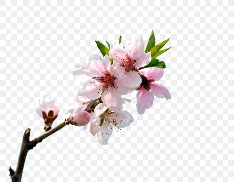 Peach Blossom, PNG, 1200x933px, Peach Blossom, Blossom, Branch, Cherry Blossom, Floral Design Download Free