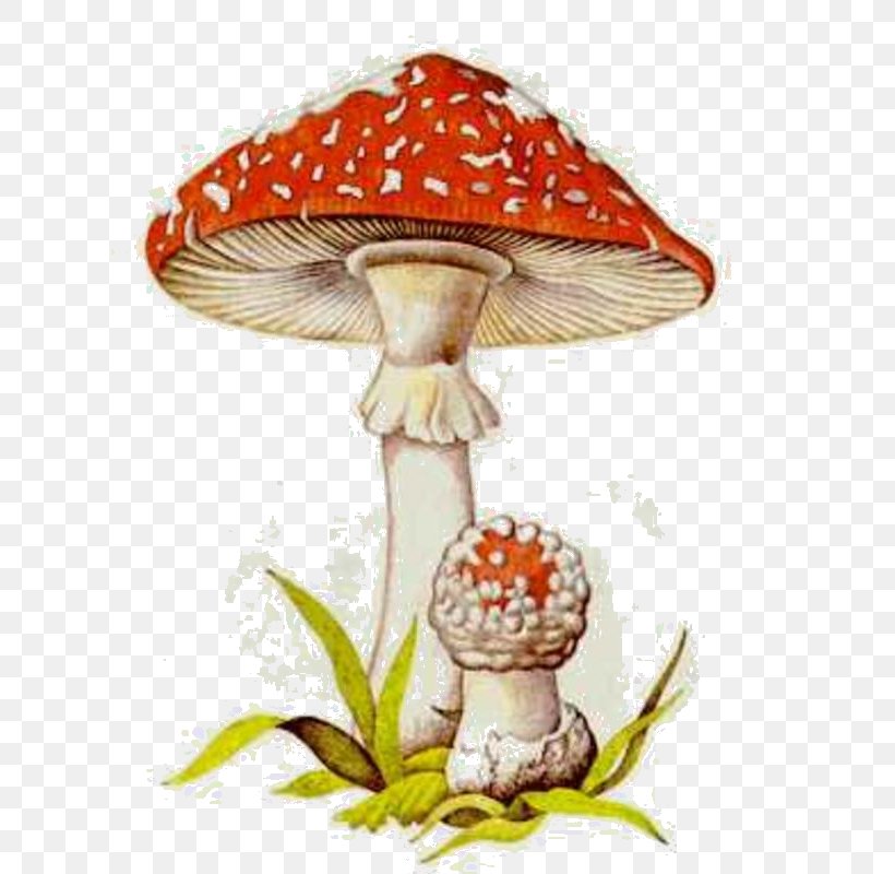 Poisonous Mushroom Fungus Cepurīšu Sēnes Edible Mushroom, PNG, 616x800px, Mushroom, Edible Mushroom, Flower, Ford, Fungus Download Free